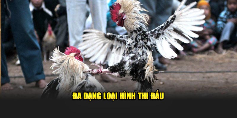 da-dang-loai-hinh-thi-dau