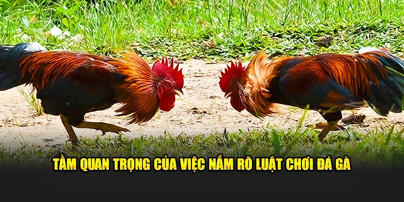 tam-quan-trong-cua-viec-nam-ro-luat-choi-da-ga